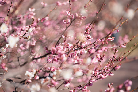 cherry blossom in spring, closeup of beautiful pink flowersの写真素材