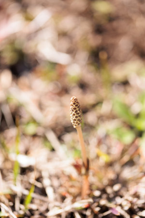 Horsetail in the spring forest. Shallow depth of field.の写真素材