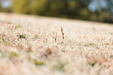 dry grass in the sun on a meadow, shallow depth of fieldの写真素材
