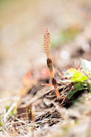 Horsetail (Equisetum arvense) in springの写真素材