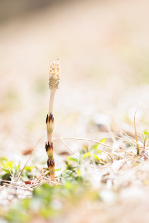 Horsetail (Equisetum arvense) in the forestの写真素材