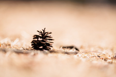 Pine cone on the ground in the forest. Shallow depth of fieldの写真素材