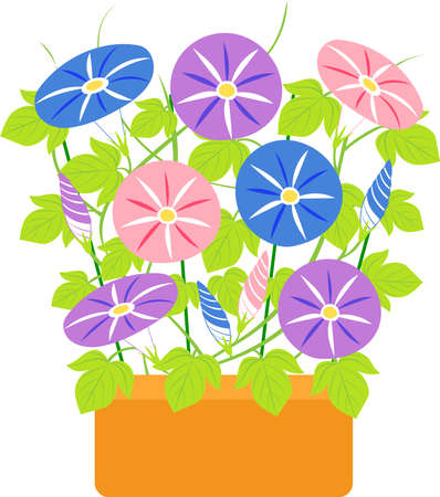 Illustration of morning glory flowers and buds in a planterのイラスト素材