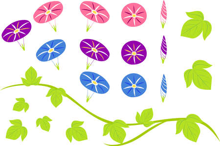 Illustration set of morning glory flower, bud and leafのイラスト素材