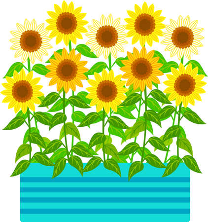 Clip art of sunflower in a blue flower bedのイラスト素材