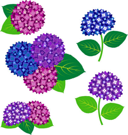 Hydrangea and Leaves Icons Web graphicsのイラスト素材