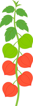 Japanese lantern plant with many fruitsのイラスト素材