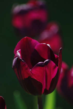 Purple Tulipの写真素材