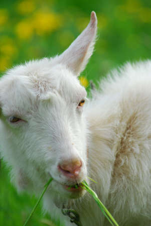 Goatの写真素材