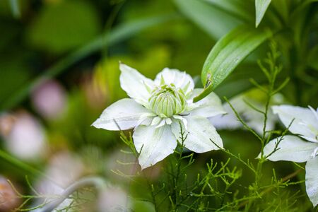 Clematis White Manshige