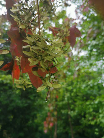Flowers and trees