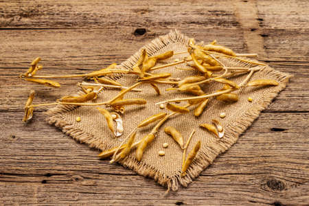 Ripe dry soybeans in pods. Cultivated organic agricultural crop, traditional healthy ingredient in oriental culture. Vintage sackcloth, wooden boards background, copy spaceの写真素材