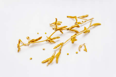 Ripe dry soybeans in pods isolated on white background. Cultivated organic agricultural crop, traditional healthy ingredient in oriental culture, copy spaceの写真素材