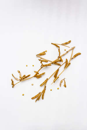 Ripe dry soybeans in pods isolated on white background. Cultivated organic agricultural crop, traditional healthy ingredient in oriental culture, copy space, top viewの写真素材