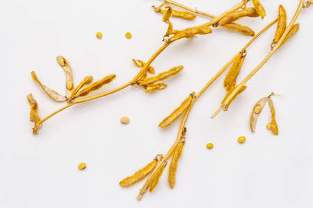 Ripe dry soybeans in pods isolated on white background. Cultivated organic agricultural crop, traditional healthy ingredient in oriental culture, top view, close upの写真素材