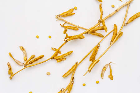 Ripe dry soybeans in pods isolated on white background. Cultivated organic agricultural crop, traditional healthy ingredient in oriental culture, top view, close upの写真素材