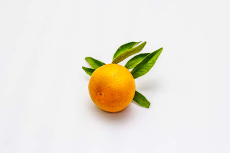 Ripe single tangerine with leaves. Fresh fruit isolated on white background, copy space, close upの写真素材