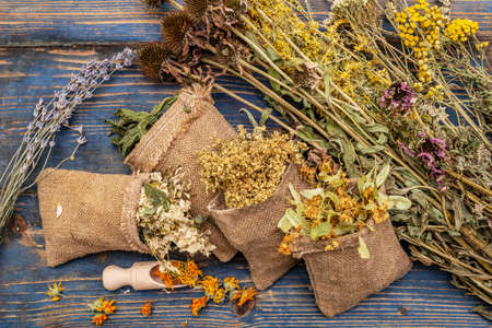 Herbal harvest collection and bouquets of wild herbs. Alternative medicine. Natural pharmacy, self-care concept. Old wooden boards background, top viewの写真素材