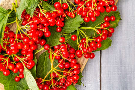 Fresh red viburnum berries with green leaves on branches. Autumn harvest, healthy raw ingredient for cooking, prevention and treatment of colds. Wooden boards background, top view, close upの写真素材