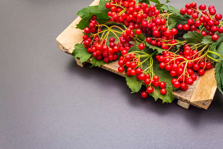 Fresh red viburnum berries with green leaves on branches. Autumn harvest, healthy raw ingredient for cooking, prevention and treatment of colds. Black stone concrete background, copy spaceの写真素材