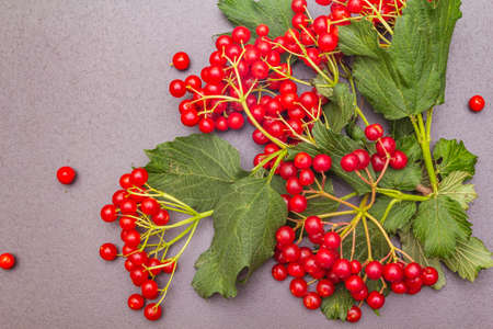 Fresh red viburnum berries with green leaves on branches. Autumn harvest, healthy raw ingredient for...