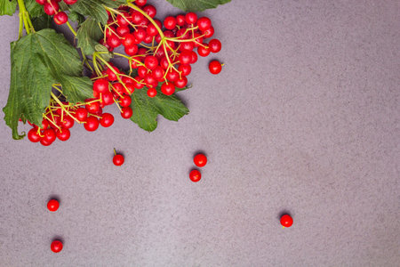 Fresh red viburnum berries with green leaves on branches. Autumn harvest, healthy raw ingredient for cooking, prevention and treatment of colds. Black stone concrete background, copy space, top viewの写真素材