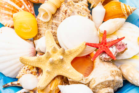 Seashells summer background. Lots of different seashells piled together in blue plate, macroの写真素材