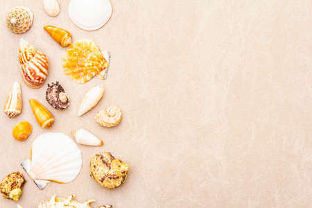 Seashells summer background. Lots of different seashells piled together. For card, frame, flat lay, copy space, top viewの写真素材