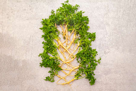 Composition from fresh green parsley. Healthy vegetarian (vegan) food concept, ingredients for cooking. On a stone background, top view, copy spaceの写真素材