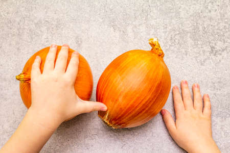 Giant onion bulbs in child hands on a stone background. Food cooking background, close upの写真素材