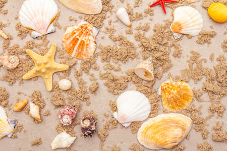 Seashells sandy summer background. Lots of different seashells piled together, copy space, top view,...