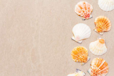 Seashells summer background. Lots of different seashells piled together, top view, close up