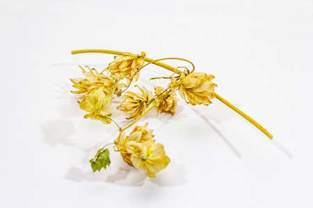 Dry hop cones isolated on white background. Traditional ingredient in brewing, copy spaceの写真素材