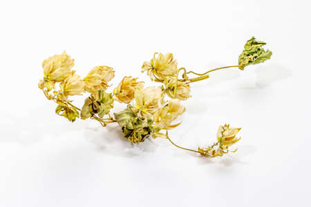 Dry hop cones isolated on white background. Traditional ingredient in brewing, copy spaceの写真素材