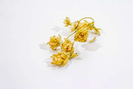 Dry hop cones isolated on white background. Traditional ingredient in brewing, copy spaceの写真素材