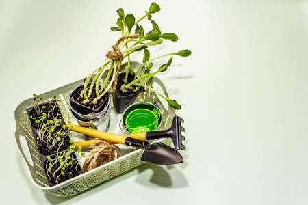 Green seedlings and garden tools on light green background. Ready for planting in open ground. Plant care conceptの写真素材