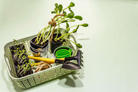 Green seedlings and garden tools on light green background. Ready for planting in open ground. Plant care conceptの写真素材
