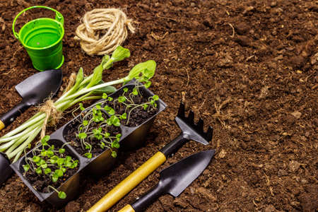 Green seedlings and garden tools on soil background. Ready for planting in open ground. Plant care conceptの写真素材