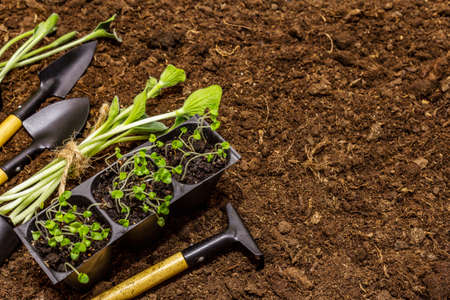 Green seedlings and garden tools on soil background. Ready for planting in open ground. Plant care conceptの写真素材