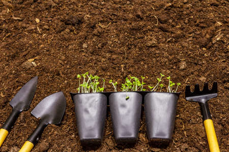 Green seedlings and garden tools on soil background. Ready for planting in open ground. Plant care conceptの写真素材