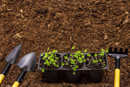 Green seedlings and garden tools on soil background. Ready for planting in open ground. Plant care conceptの写真素材