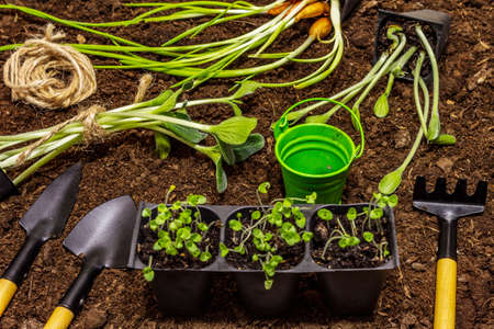 Green seedlings and garden tools on soil background. Ready for planting in open ground. Plant care conceptの写真素材