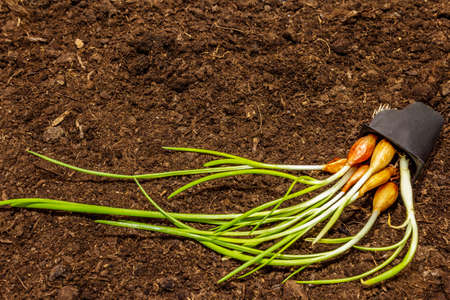 Green seedlings onion in plastic tray on soil background. Ready for planting in open ground. Plant care conceptの写真素材