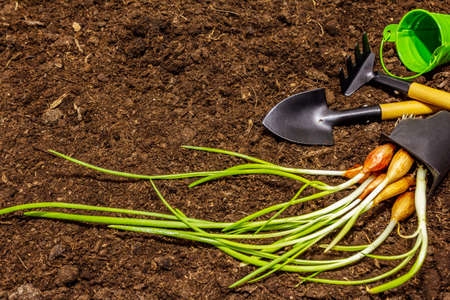 Green seedlings and garden tools on soil background. Ready for planting in open ground. Plant care conceptの写真素材