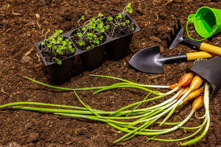 Green seedlings and garden tools on soil background. Ready for planting in open ground. Plant care conceptの写真素材
