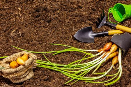 Green seedlings and garden tools on soil background. Ready for planting in open ground. Plant care conceptの写真素材