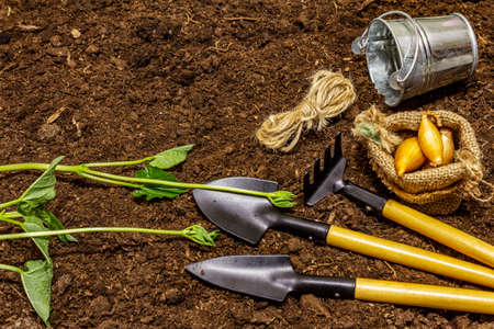 Green seedlings and garden tools on soil background. Ready for planting in open ground. Plant care conceptの写真素材
