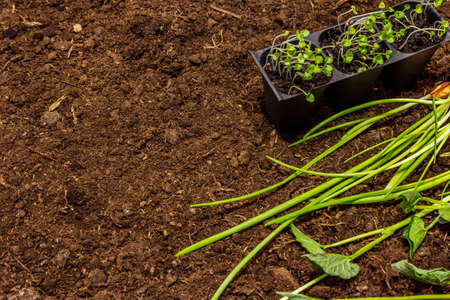 Green seedlings on soil background. Ready for planting in open ground. Plant care conceptの写真素材