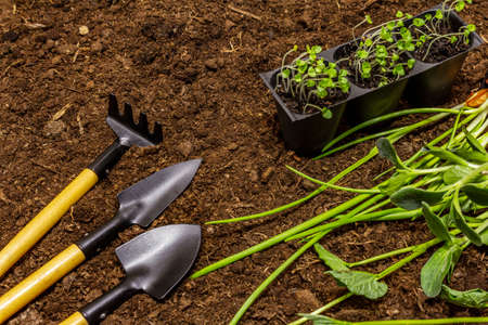 Green seedlings and garden tools on soil background. Ready for planting in open ground. Plant care conceptの写真素材
