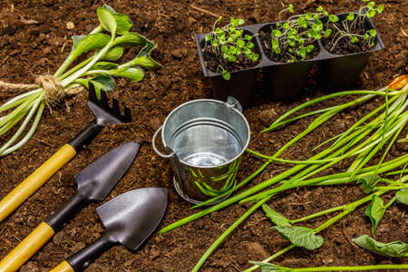 Green seedlings and garden tools on soil background. Ready for planting in open ground. Plant care conceptの写真素材